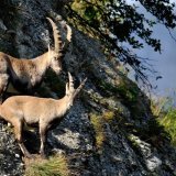 Le Grand Conseil valaisan souhaite rouvrir la chasse aux bouquetins aux chasseurs étrangers. (Archives).